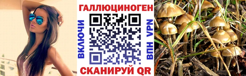 mega вход  Кудрово  Псилоцибиновые грибы Cubensis 